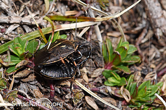 Photo: Jalla dumosa. Length 11 - 15mm. During mating.