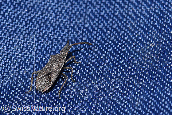 Foto: Coriomeris denticulatus (Randwanze). Länge 8 - 9.5mm.