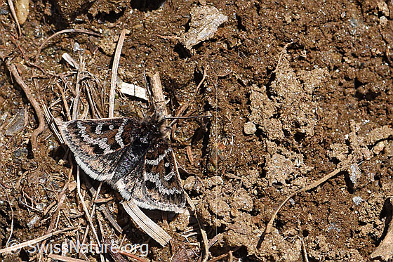Photo: Metaxmeste schrankiana. Wings open. View from above.