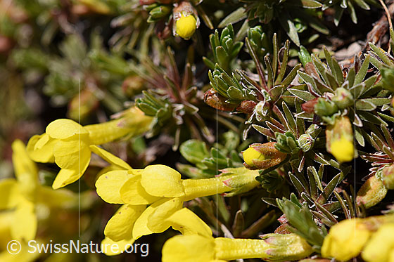 Photo: Androsace vitaliana. Blossom, stem and leaf-Rosette.