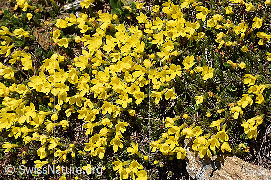 Photo: Androsace vitaliana. Cushion with blossoms.