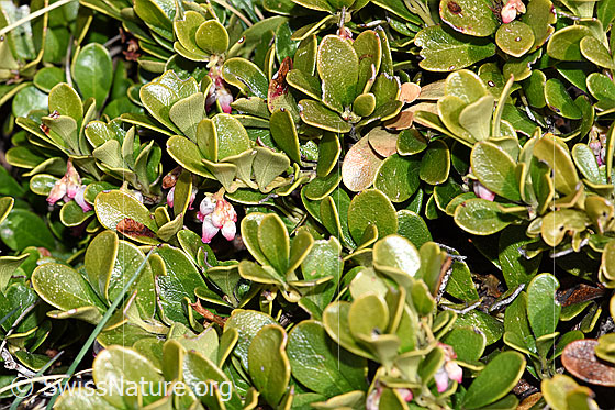 Foto: Immergrüne Bärentraube (Arctostaphylos uva-ursi). Spalierstrauch. Blüten und Blätter. Wird auch Echte Bärentraube genannt.