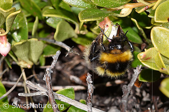 Tonerdhummel (Bombus argillaceus) auf Immergrüner Bärentraube (Arctostaphylos uva-ursi)