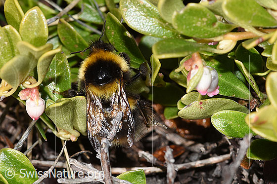 Foto: Wahrscheinlich Tonerdhummel (Bombus argillaceus) auf Immergrüner Bärentraube (Arctostaphylos uva-ursi). Länge 24 - 28mm. Ansicht von oben.
