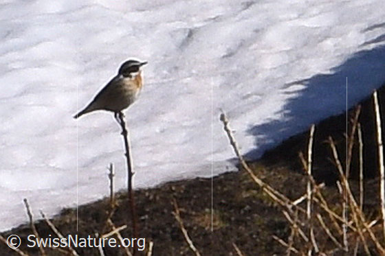 Foto: Braunkehlchen (Saxicola rubetra). Männchen. Auf Spitze einer jungen Lärche (Larix decidua) sitzend. Ansicht von der Seite.