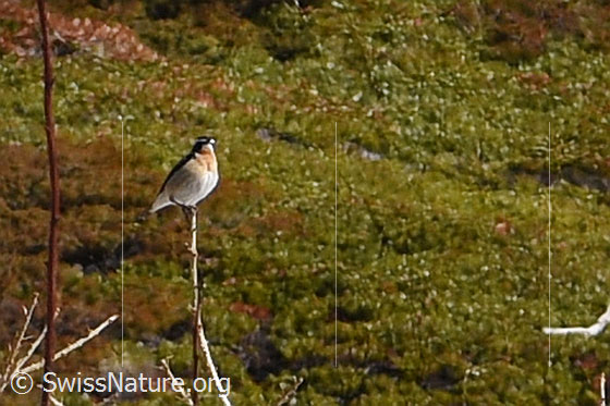 Foto: Braunkehlchen (Saxicola rubetra). Männchen. Auf Spitze einer jungen Lärche (Larix decidua) sitzend. Ansicht von seitlich vorne.