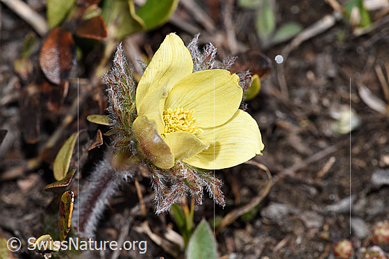 Foto: Schwefel-Anemone (Pulsatilla alpina ssp. apiifolia). Ganze Pflanze (Habitus). Blüte geöffnet.