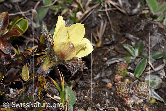 Foto: Schwefel-Anemone (Pulsatilla alpina ssp. apiifolia). Ganze Pflanze.