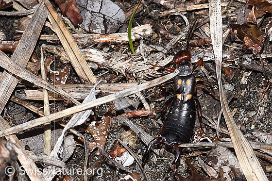 Foto: Zweipunkt-Ohrwurm (Anechura bipunctata). Ansicht von oben.