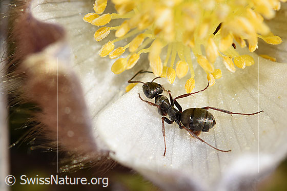Photo: Formica lemani on Pulsatilla vernalis. Length 4.5 - 6.5mm. View from the side above.
