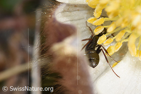 Photo: Formica lemani on Pulsatilla vernalis. Length 4.5 - 6.5mm. View from behind.