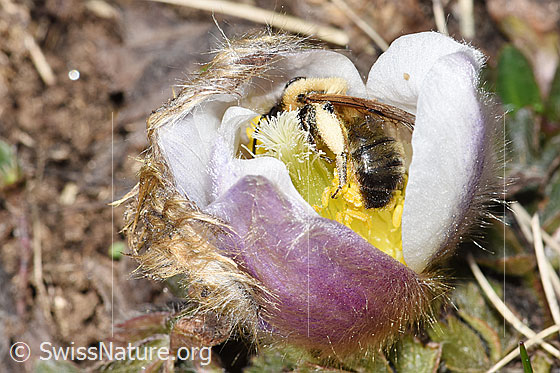 Photo: Andrena nigroaenea on Pulsatilla vernalis. Length 13 - 15mm. Female. View from the side.