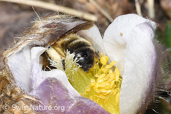 Photo: Andrena nigroaenea on Pulsatilla vernalis. Length 13 - 15mm. Female. View from behind.