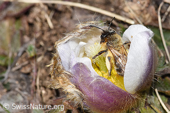 Photo: Andrena nigroaenea on Pulsatilla vernalis. Length 13 - 15mm. Female. View from above.