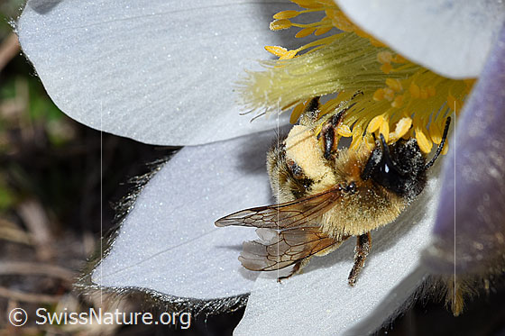 Photo: Andrena nigroaenea on Pulsatilla vernalis. Length 13 - 15mm. Female. View from the side.