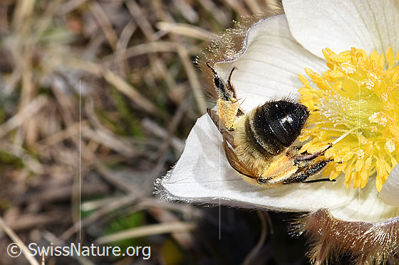 Photo: Andrena nigroaenea on Pulsatilla vernalis. Length 13 - 15mm. Female. View from behind.