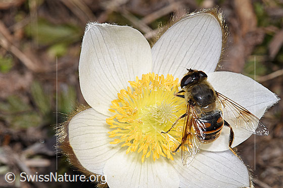 Photo: Eristalis tenax on Pulsatilla vernalis. View from above.