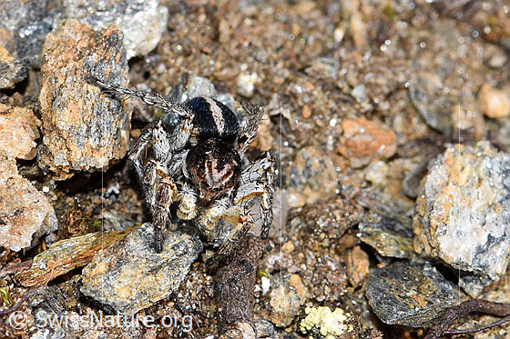 Foto: V-Fleck-Springspinne (Aelurillus v-insignitus). Männchen. Körperlänge: 4 - 5mm. Ansicht von vorne.