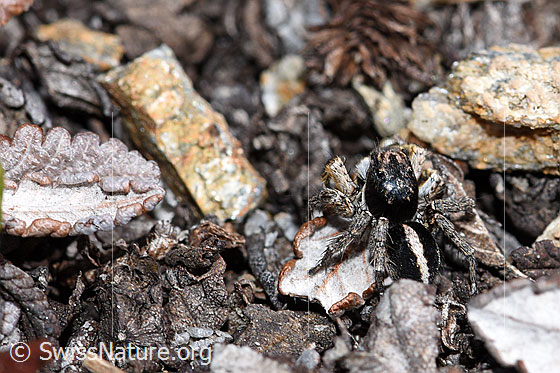 Photo: Aelurillus v-insignitus. Male. Body length: 4 - 5mm. View from behind.
