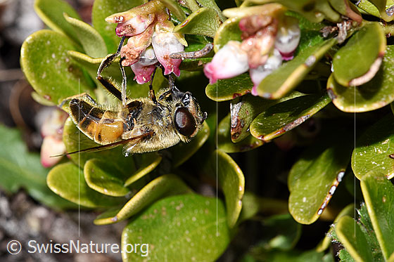 Photo: Eristalis tenax on Arctostaphylos uva-ursi. View from the side.