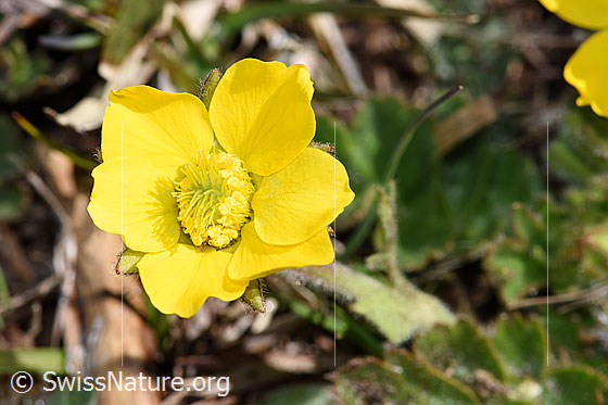 Photo: Geum montanum. Blossom.