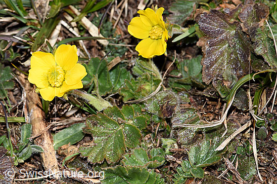 Foto: Gemeine Berg-Nelkenwurz (Geum montanum). Ganze Pflanze (Habitus).