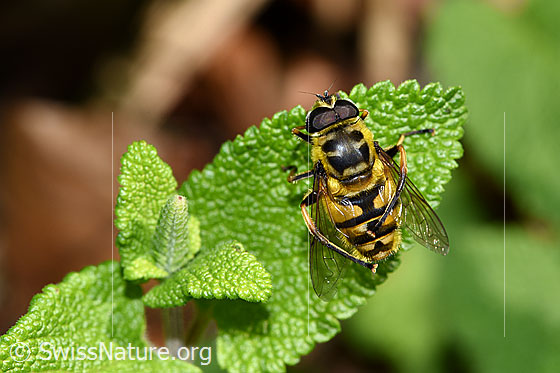 Photo: Myathropa florea. Male. Sitting on a leaf of a Teucrium scorodonia and cleaning the wings.  View from above.