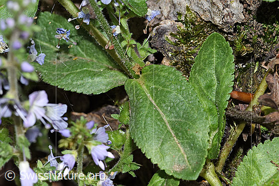 Photo: Probably Veronica officinalis. Leaves and stem.