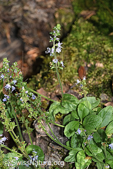 Photo: Probably Veronica officinalis. Whole plant (habiti).