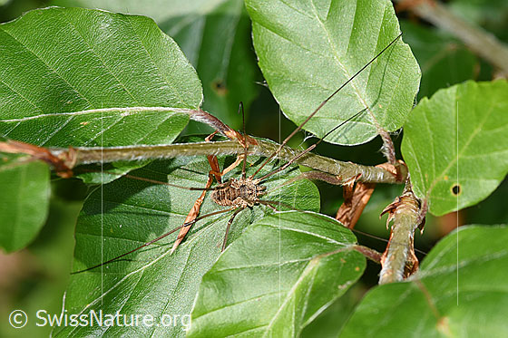 Photo: Mitopus morio. Body length: male 4.5 - 6.5mm, female 7 - 9mm. View from above.