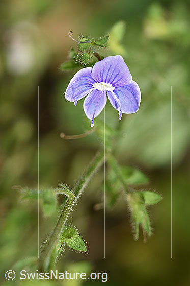 Gamander-Ehrenpreis (Veronica chamaedrys)