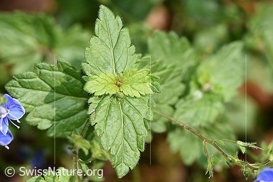 Photo: Probably Veronica chamaedrys. Leaves.