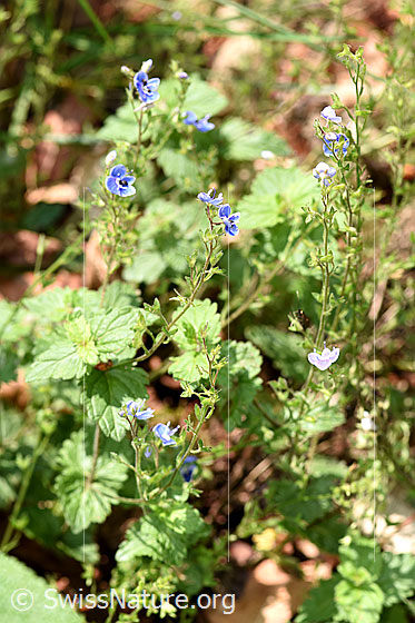 Photo: Probably Veronica chamaedrys. Whole plant (habiti).