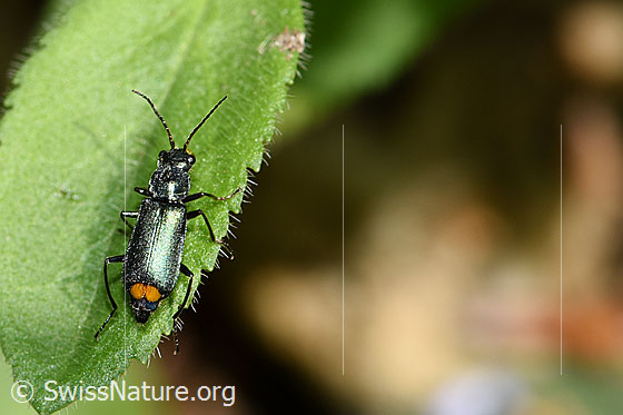 Clanoptilus elegans (Zipfelkäfer)