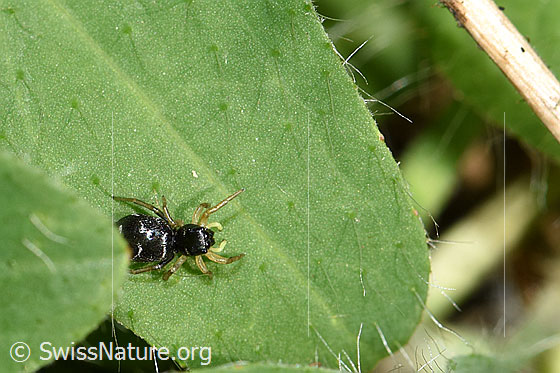 Photo: Heliophanus cupreus. Female. View from above.
