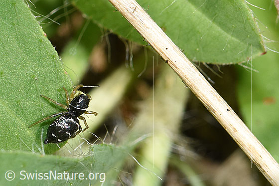 Photo: Heliophanus cupreus. Female. View from the side above.