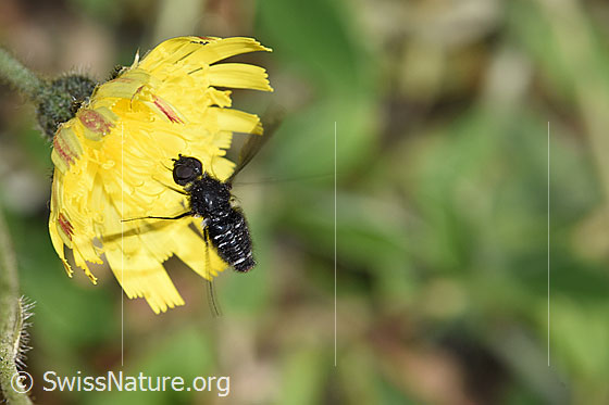 Gemeiner Trauerschweber (Anthrax anthrax) auf Öhrchen-Habichtskraut (Hieracium lactucella)
