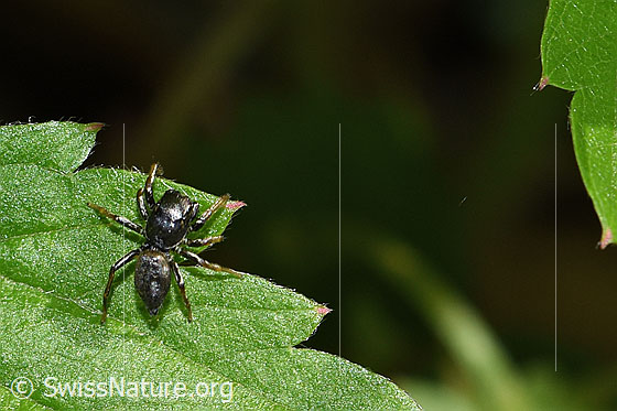 Foto: Heliophanus cupreus. Männchen. Ansicht von oben.