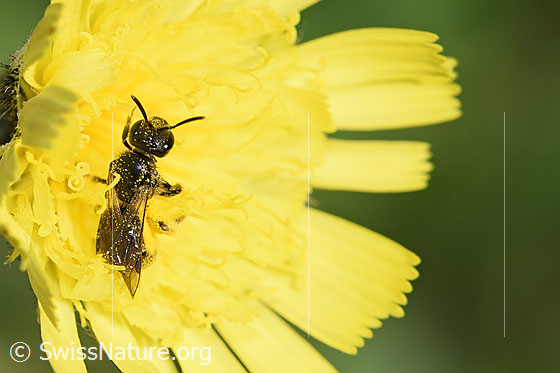 Photo: Probably Dufourea minuta on Hieracium lactucella. Length 6mm. Female. View from above.