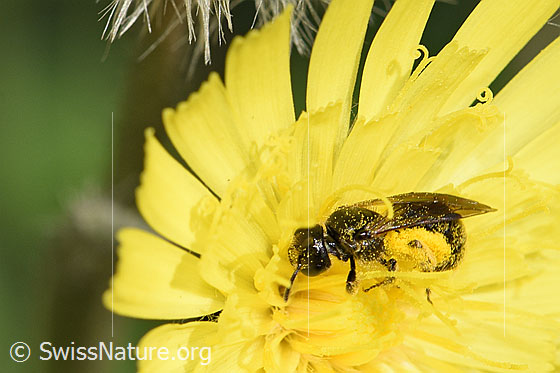 Photo: Probably Dufourea minuta on blossom. Length 6mm. Female. View from the side.