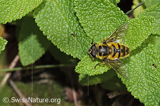 Photo: Myathropa florea. Length 10 - 14mm. Male. Wings open. View from above.