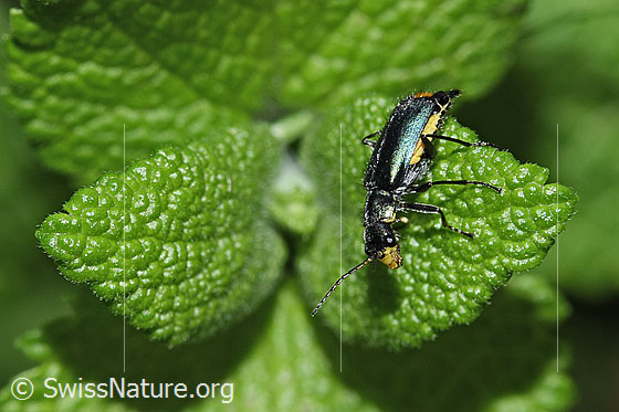 Photo: Clanoptilus elegans. Length 5 - 6mm. View from the side.