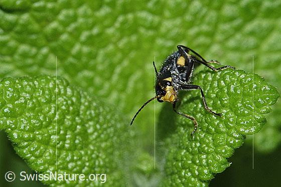 Photo: Clanoptilus elegans. Length 5 - 6mm. View from the front.