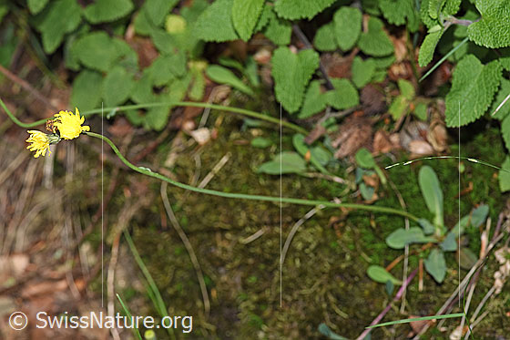 Foto: Geöhrtes Habichtskraut (Hieracium lactucella). Ganze Pflanze (Habitus).