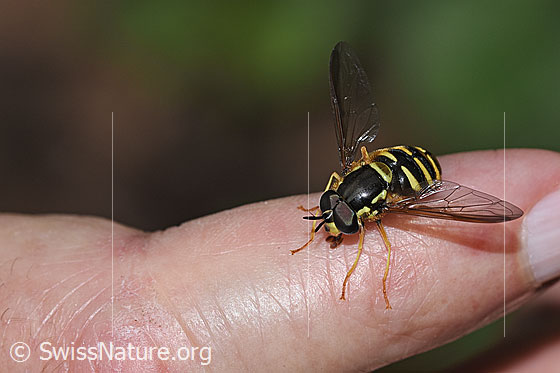 Photo: Chrysotoxum cautum. Length 10 - 15mm. Male. View diagonally from the front.