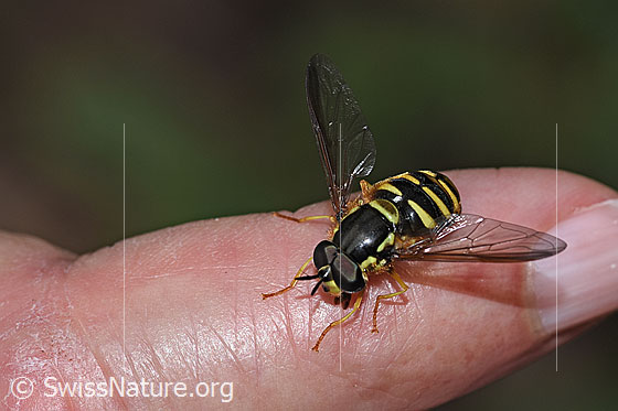 Photo: Chrysotoxum cautum. Length 10 - 15mm. Male. View from diagonally above.