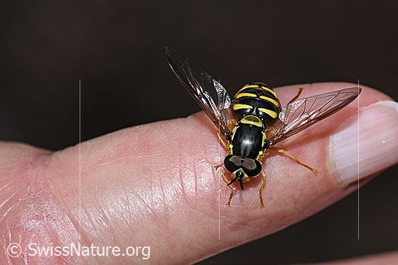 Foto: Gemeine Wespenschwebfliege (Chrysotoxum cautum). Länge 10 - 15mm. Männchen. Ansicht von vorne oben.