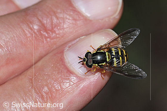Photo: Chrysotoxum cautum. Length 10 - 15mm. Male. View from above.