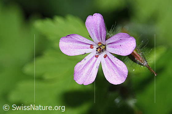 Photo: Geranium robertianum. Blossom. View from above.