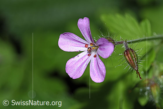 Photo: Geranium robertianum. View from the side.